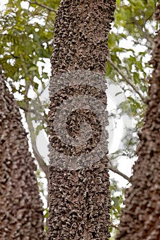 textured trunk of angiosperm tree