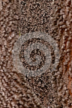 textured trunk of angiosperm tree