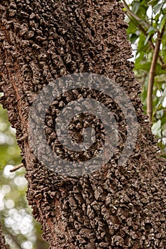 textured trunk of angiosperm tree