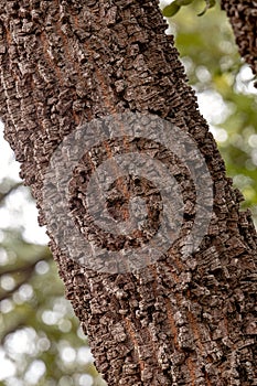 textured trunk of angiosperm tree