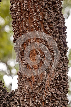 textured trunk of angiosperm tree