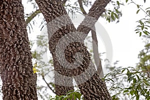 textured trunk of angiosperm tree