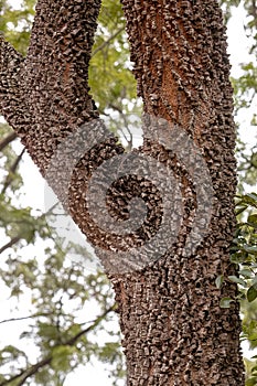 textured trunk of angiosperm tree