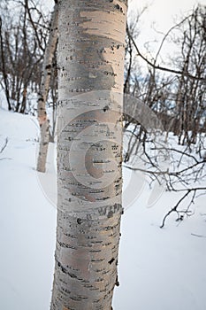 Textured trunk of a birch tree in a forest