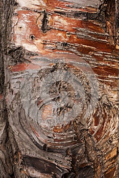 Textured uneven and nonuniform brown-red tree bark as background.