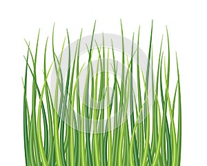 Textured vector grass