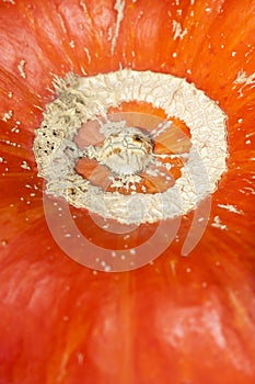 Textured, vegetable circle, skin, peel, pumpkin, orange, macro