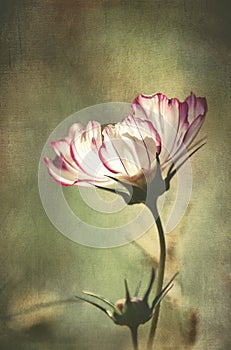 Textured vintage style white and pink cosmos flower