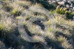 Textured volume of green grass under the setting sun