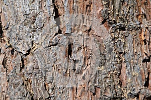 Textured, weathered tree bark with character.