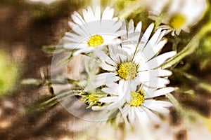 Textured White Daisy Background