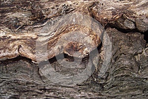 Textured wood of old tree