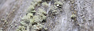 Textured wood surface with lichens colony.