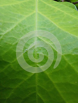 Texturegreen leaf background