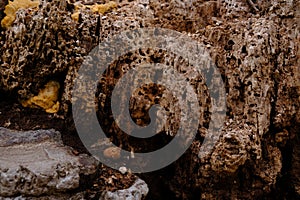 Textures and backgrounds : Nest termite,Close up termites, background of nest termite, white ant, background damaged