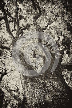 Textures of Bearded Mossman Trees, Australia