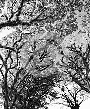 Textures of Bearded Mossman Trees, Australia