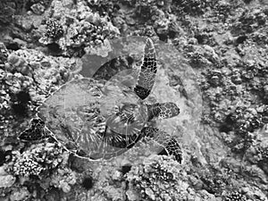 Textures in Black and White Sea Turtle and Reef