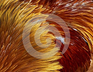 textures of bright iridescent feathers of a rooster bird in red and gold