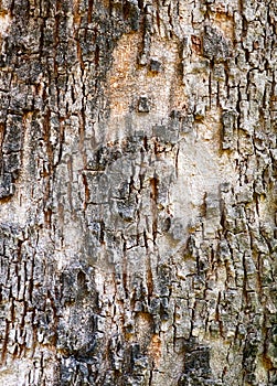 Textures in the cracked bark of an old tree