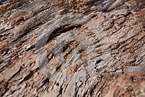 Textures of dry tree trunk / wood