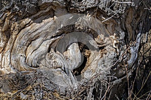 Textures of a Knotted Stump