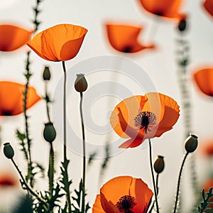 Textures of Nature Conceptualizations