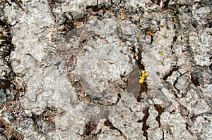 Textures and patterns formed by lichen and fungus on stones photo