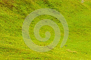 Textures and patterns formed by wild vegetation