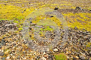 Textures and patterns formed by wild vegetation