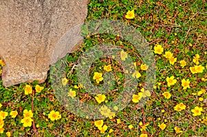 Textures and patterns formed by wild vegetation