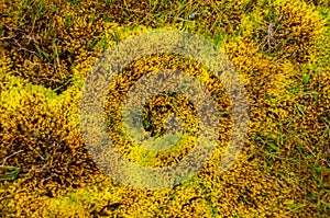 Textures and patterns formed by wild vegetation