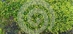 Textures and patterns formed by wild vegetation