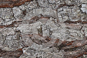 Textures of pine tree bark.