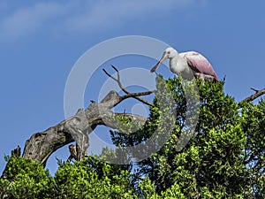 Textures of a Roseate Spoonbill on a Cypress Tree