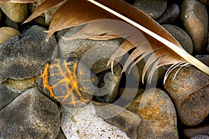 Feather on Beach Rocks Closeup