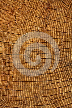 Textures tree oak