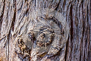 Textures of the trunk bark of a Cypress Cupressus lusitanica