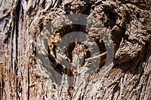 Textures of the trunk bark of a Cypress Cupressus lusitanica