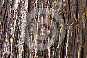 Textures of the trunk bark of a Cypress Cupressus lusitanica