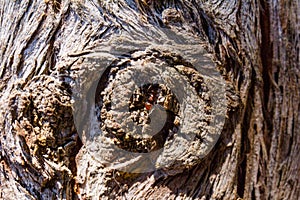 Textures of the trunk bark of a Cypress Cupressus lusitanica