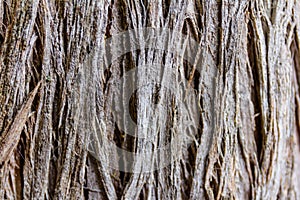 Textures of the trunk bark of a Cypress Cupressus lusitanica