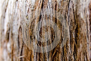 Textures of the trunk bark of a Cypress Cupressus lusitanica