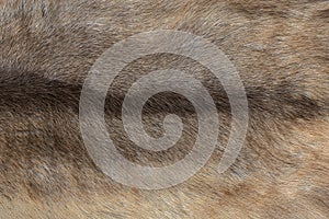 Textures of wolf Fur background