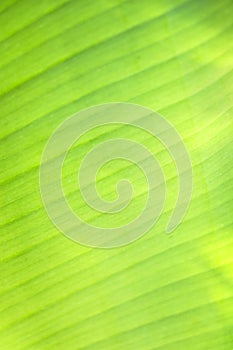 Texture of A Young Banana Leaf