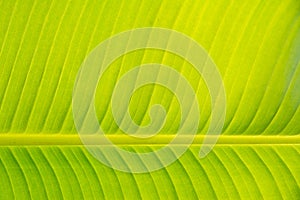 Texturs banana leaf