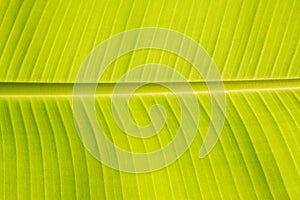 Texturs banana leaf