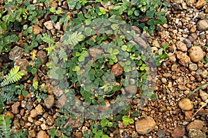 Texure stone and grass background