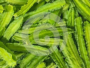 TFresh Winged bean for cook