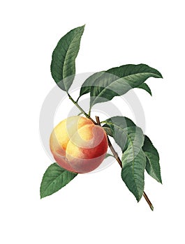 Peach tree branch photo
